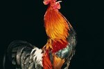 Why Are Chicken Coops Located Away From Residences?