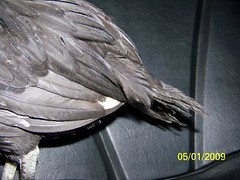 3492222305_abd446fe62_m.jpg