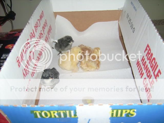 chicks003.jpg