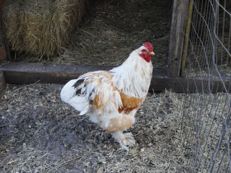 Chickens_2011004.jpg
