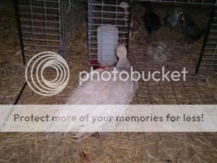 peachick2.jpg