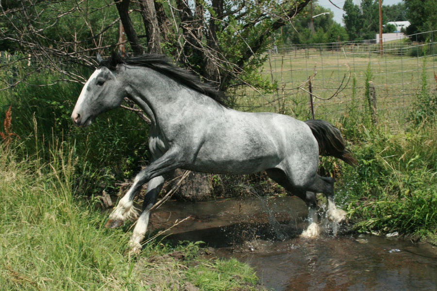 blue_roan_stock_60_by_tragedyseen.jpg