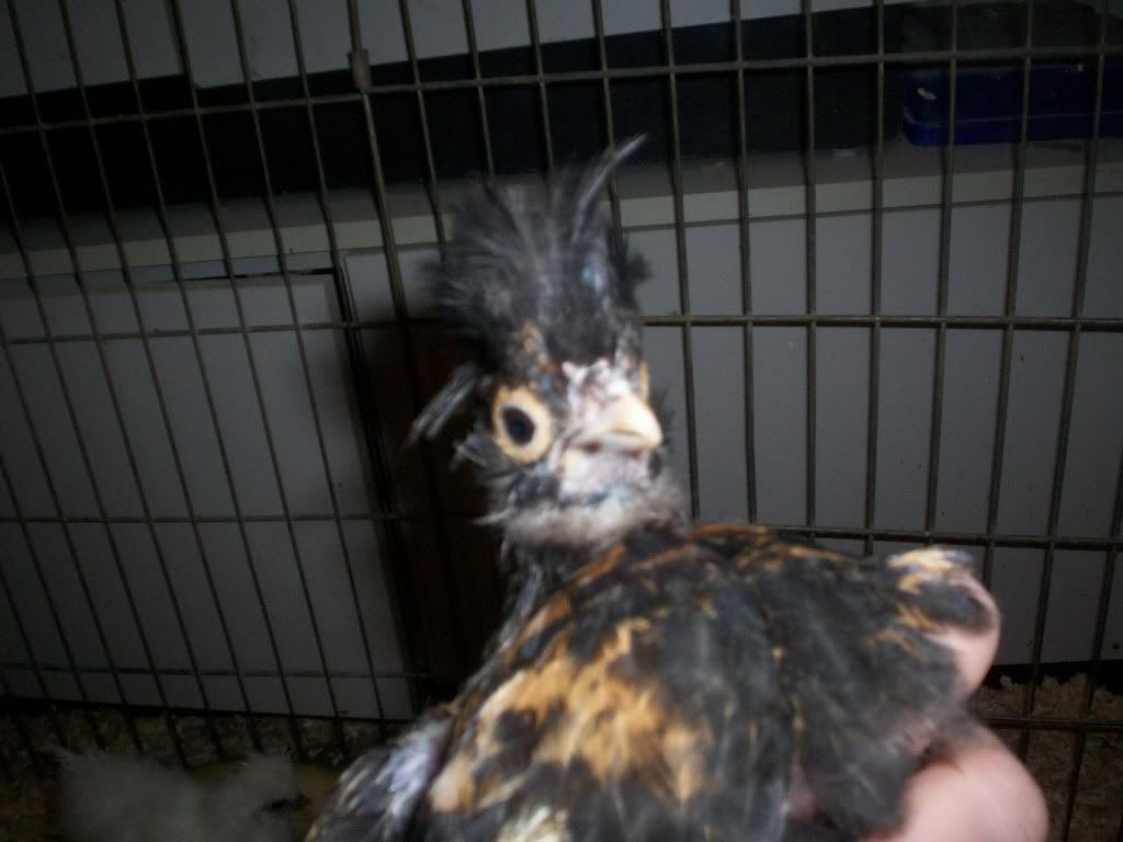 newchicks023.jpg