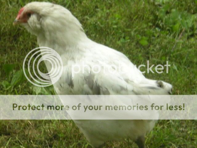 EE002.jpg