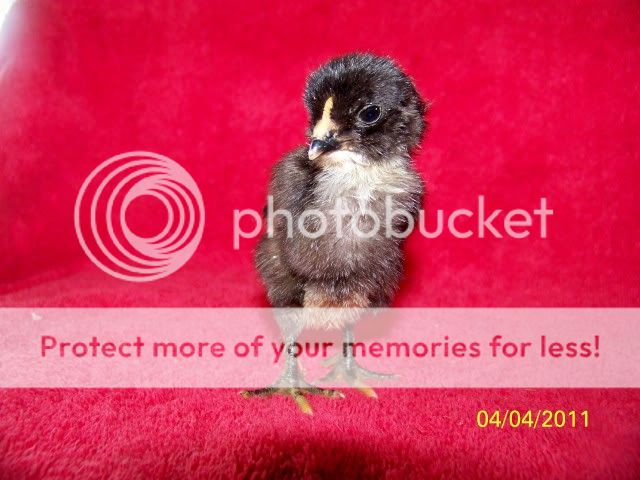 chicks010.jpg