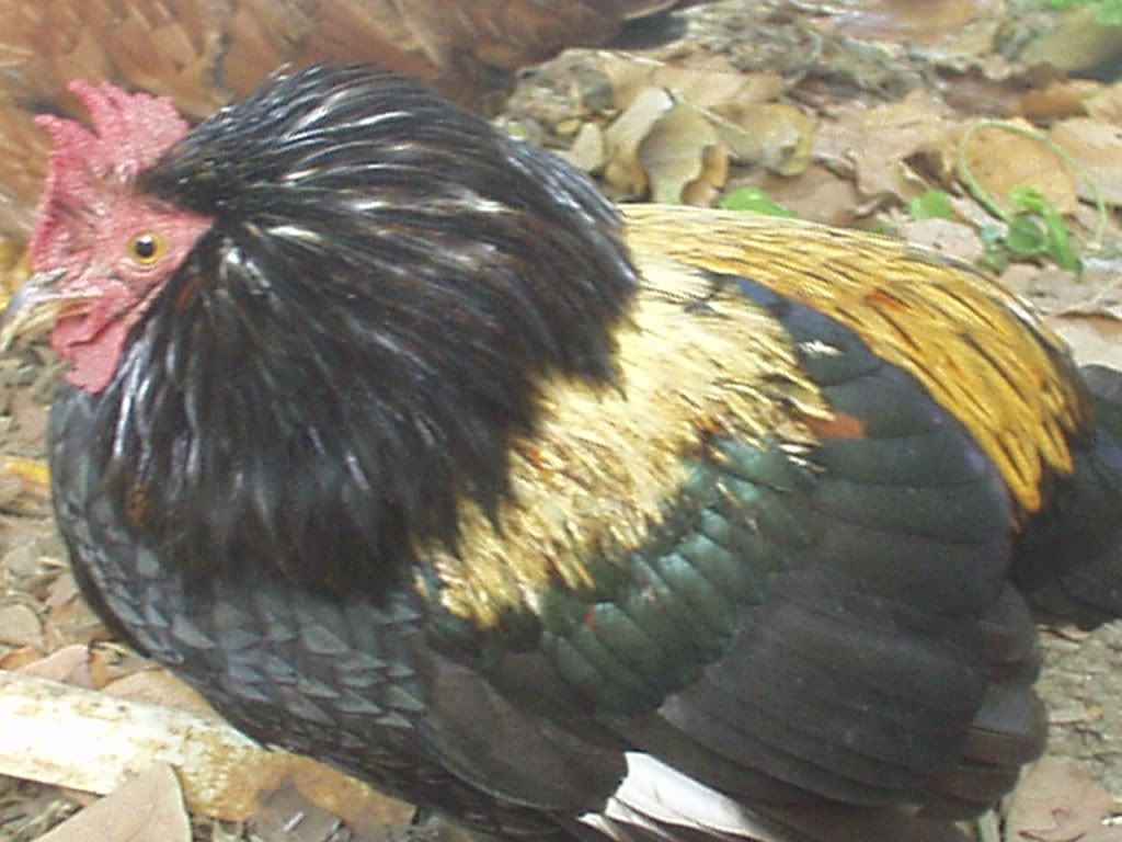 P1010009.jpg