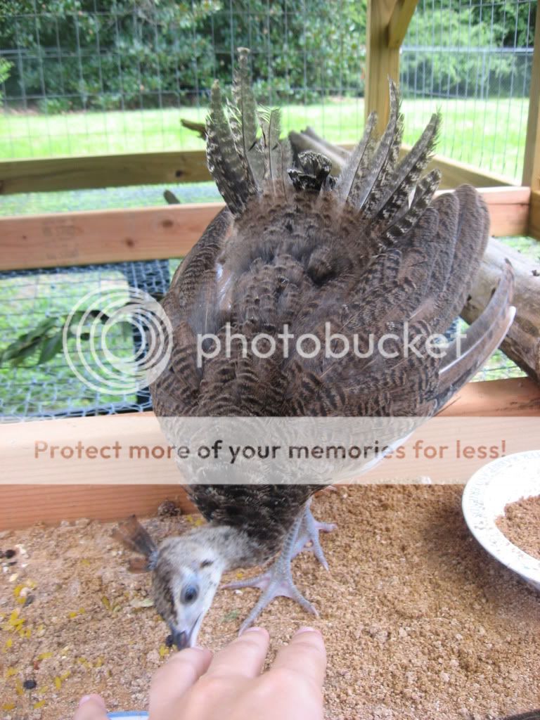 displayingandpeckingmyhand.jpg