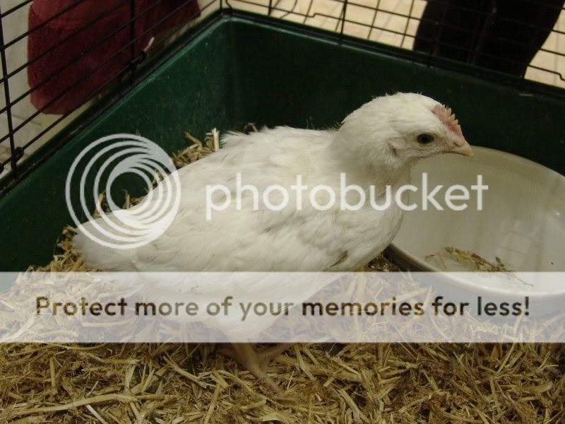chicks02.jpg