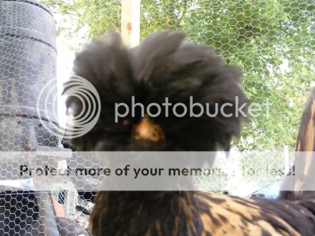 NewfuzzysandBantys039.jpg