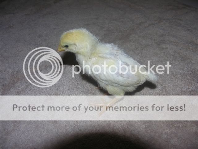 chicks_016.jpg