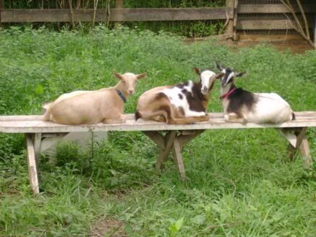 goaties.jpg