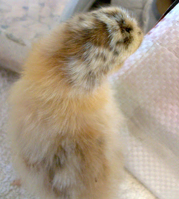 glo-chickMAR2010.jpg