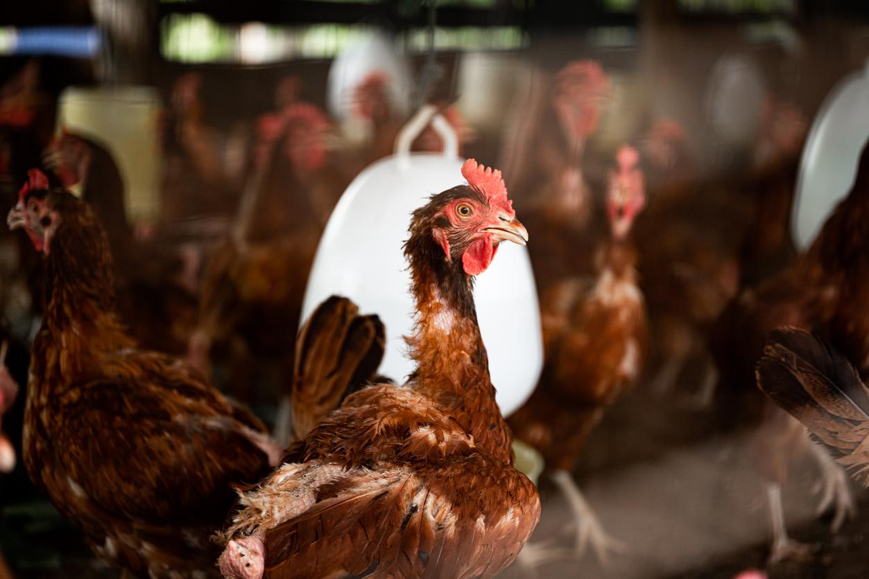 sick chickens