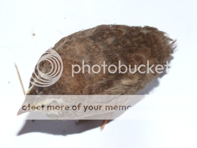 societypics036.jpg