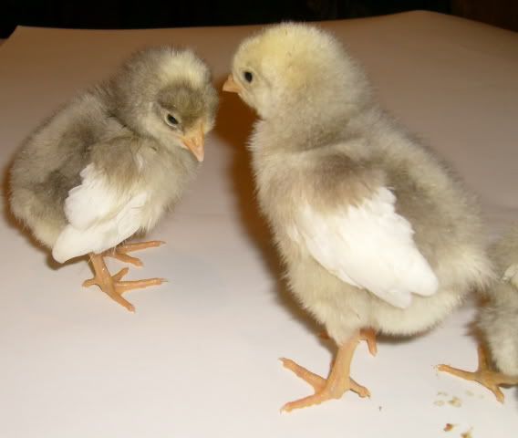 feedstorechicks014.jpg