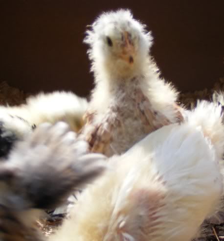 Chicks101809010.jpg