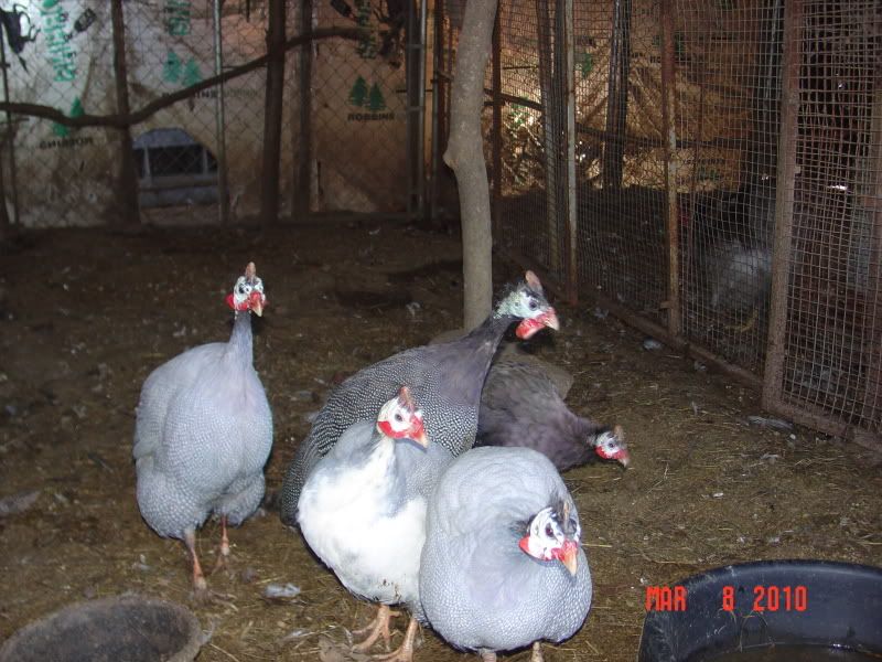 birdsforsale007.jpg