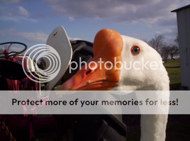 GooseGoose006.jpg