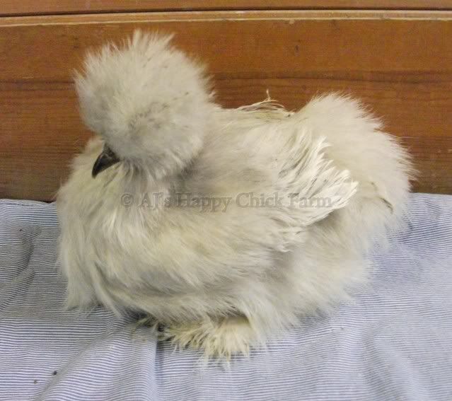 lav32pullet1.jpg
