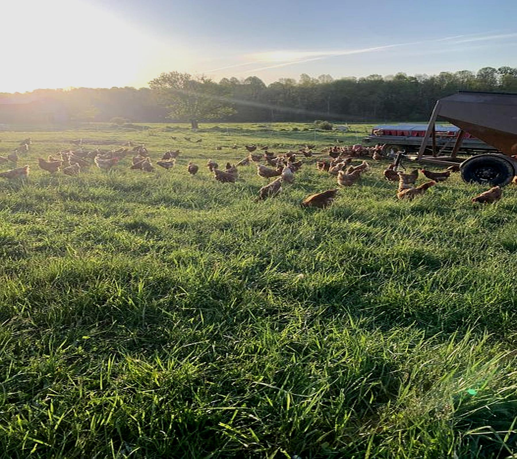adjusted_chickens_on_pasture.jpg