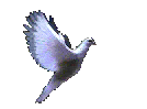 adoveanimation.gif