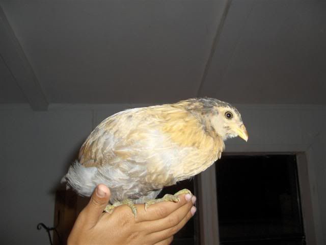 HPIM2674Small.jpg