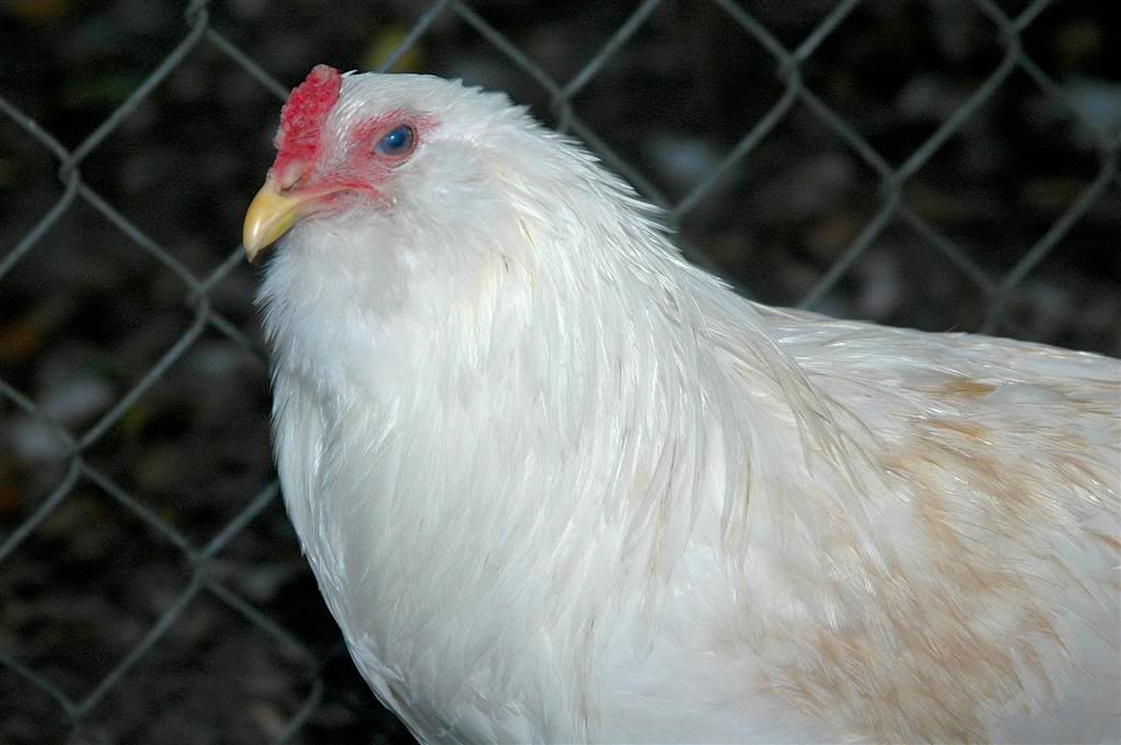 chick18.jpg
