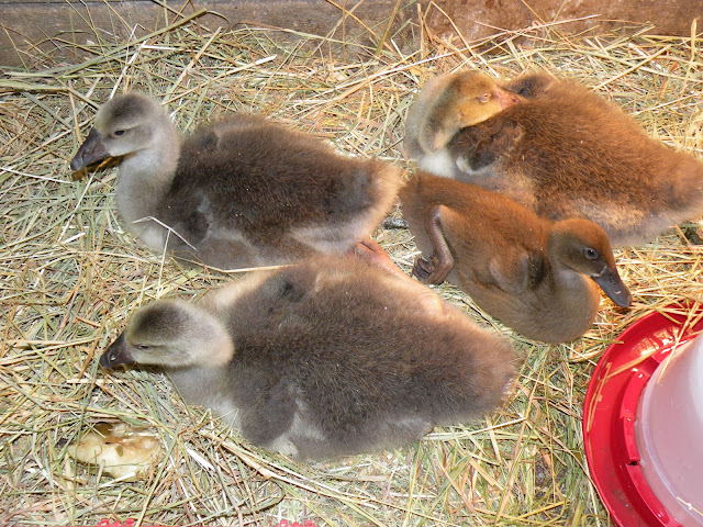 DSCN3993.JPG