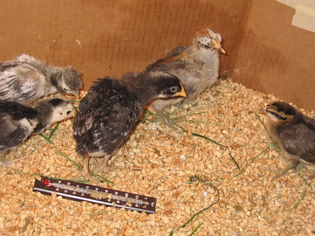firstmealworms001.jpg