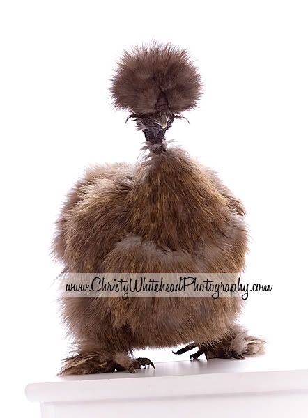 Nov309ChickensPC5272LRCW.jpg