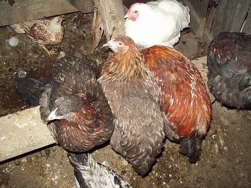 cochins3.jpg