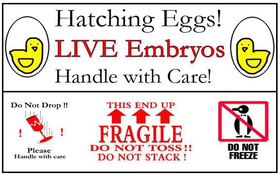hatchingeggs.jpg