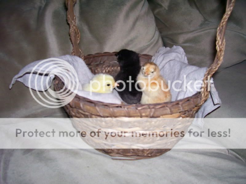 100_4943.jpg