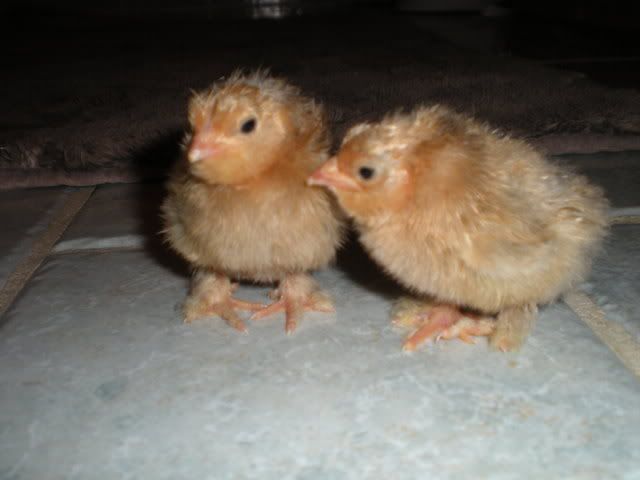 DSCN0192.jpg