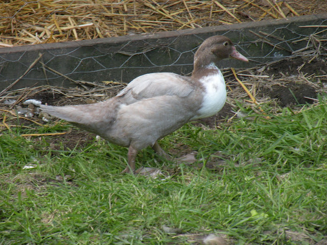 DSCN3529.JPG