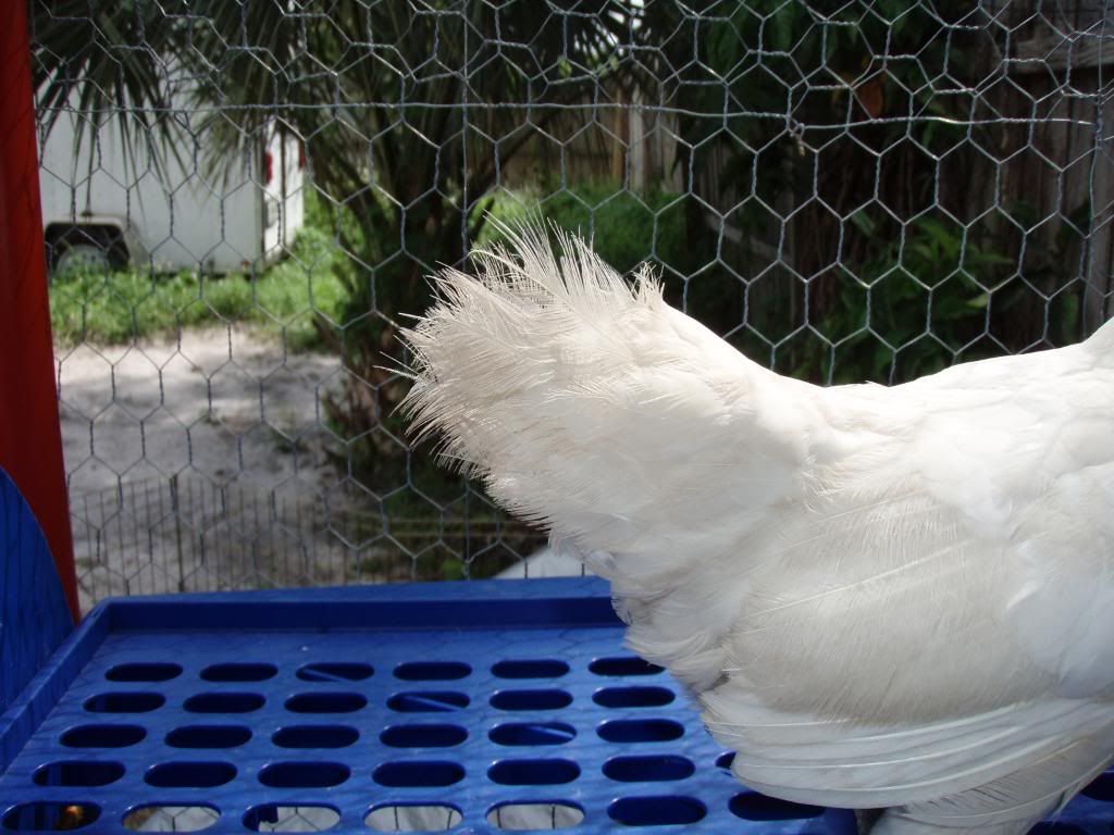 Chickens029.jpg