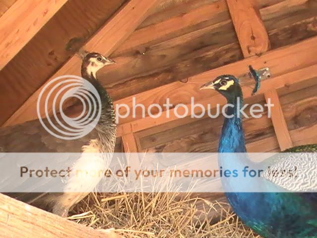 PIC_0113.jpg