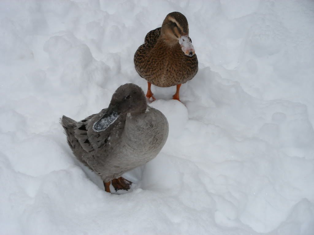 2008_12200027.jpg