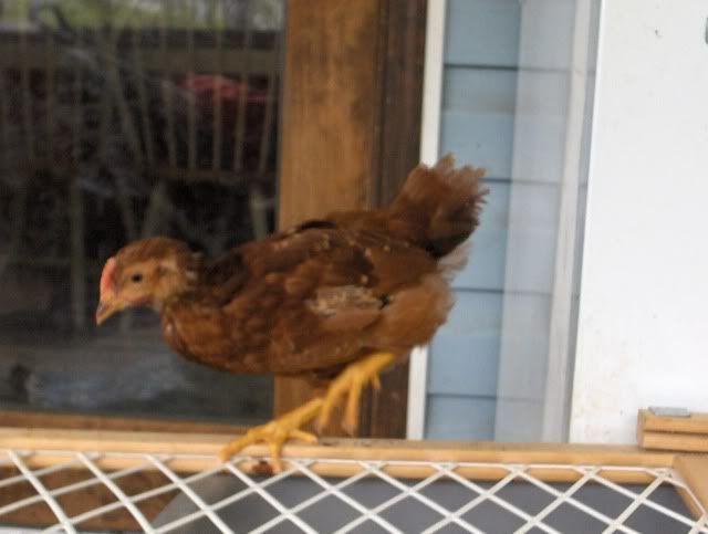 newchicks004.jpg