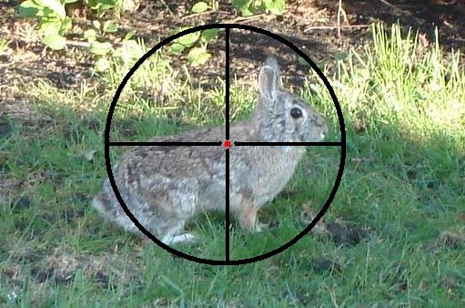rabbit-crosshairs.jpg