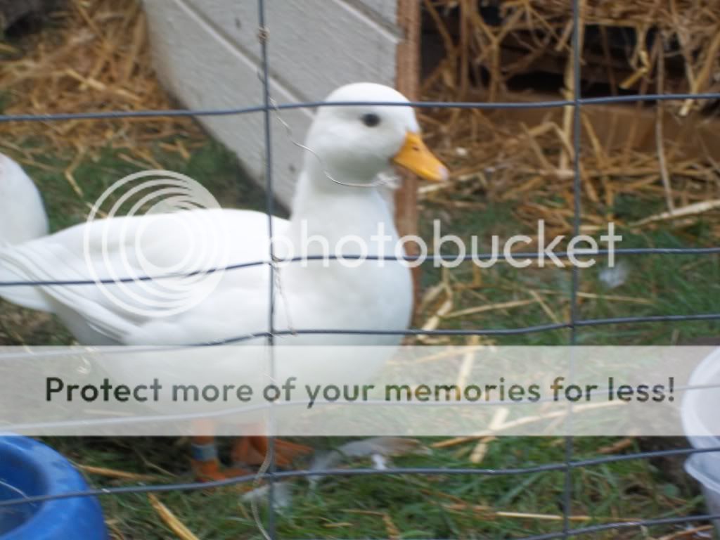 CallDucks022.jpg