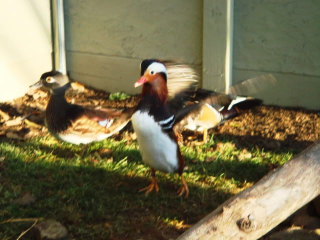 DSC01813.jpg