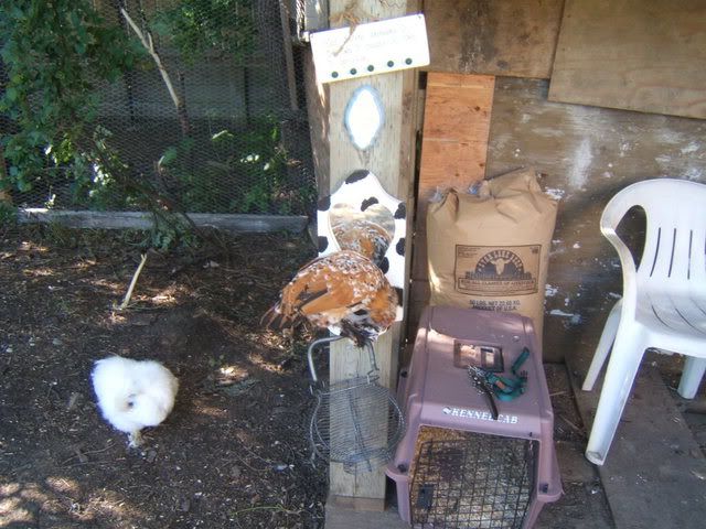 chickens057.jpg