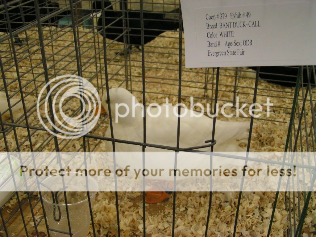 PICT0447.jpg