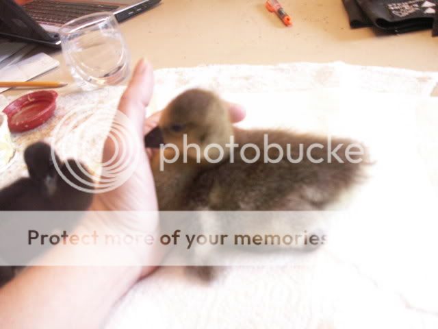 waterfowl026.jpg