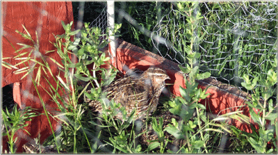 quail2.gif