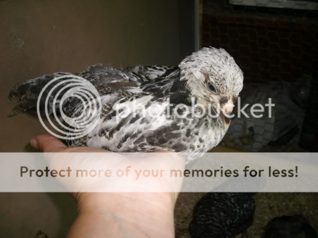 ameruacanbreeds022.jpg
