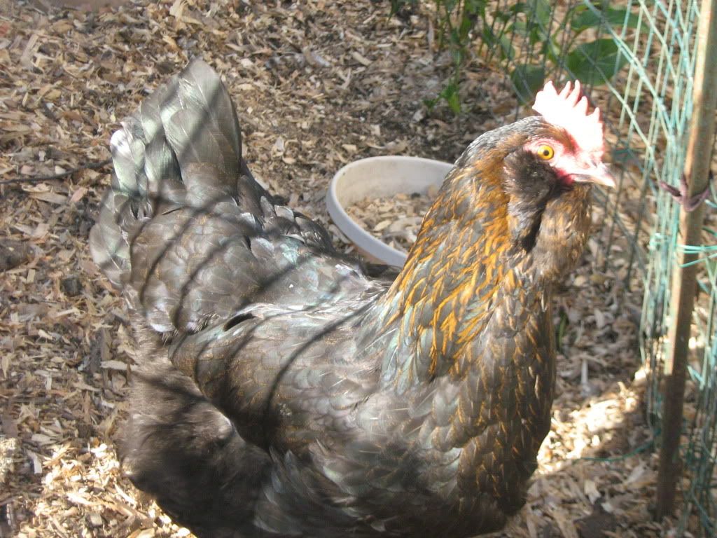 NewChickens039.jpg