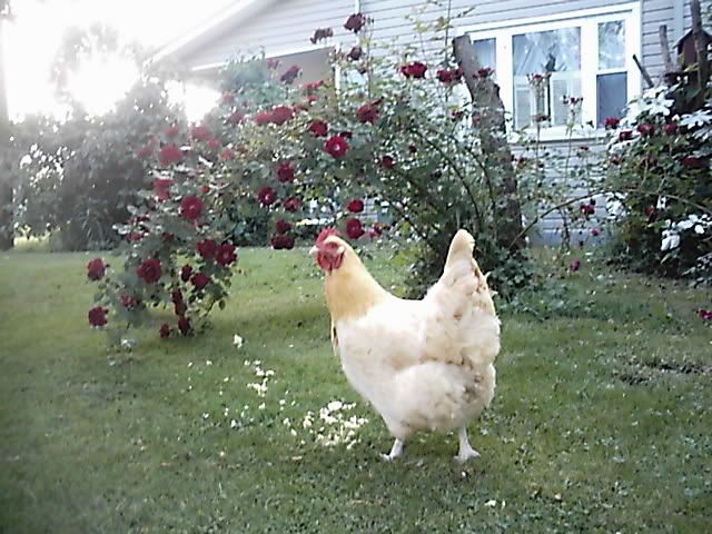 Picture031.jpg
