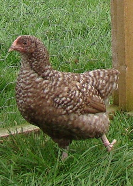 500x1000px-LL-4ea3770e_ChocCuckooMaranPullet2.jpeg